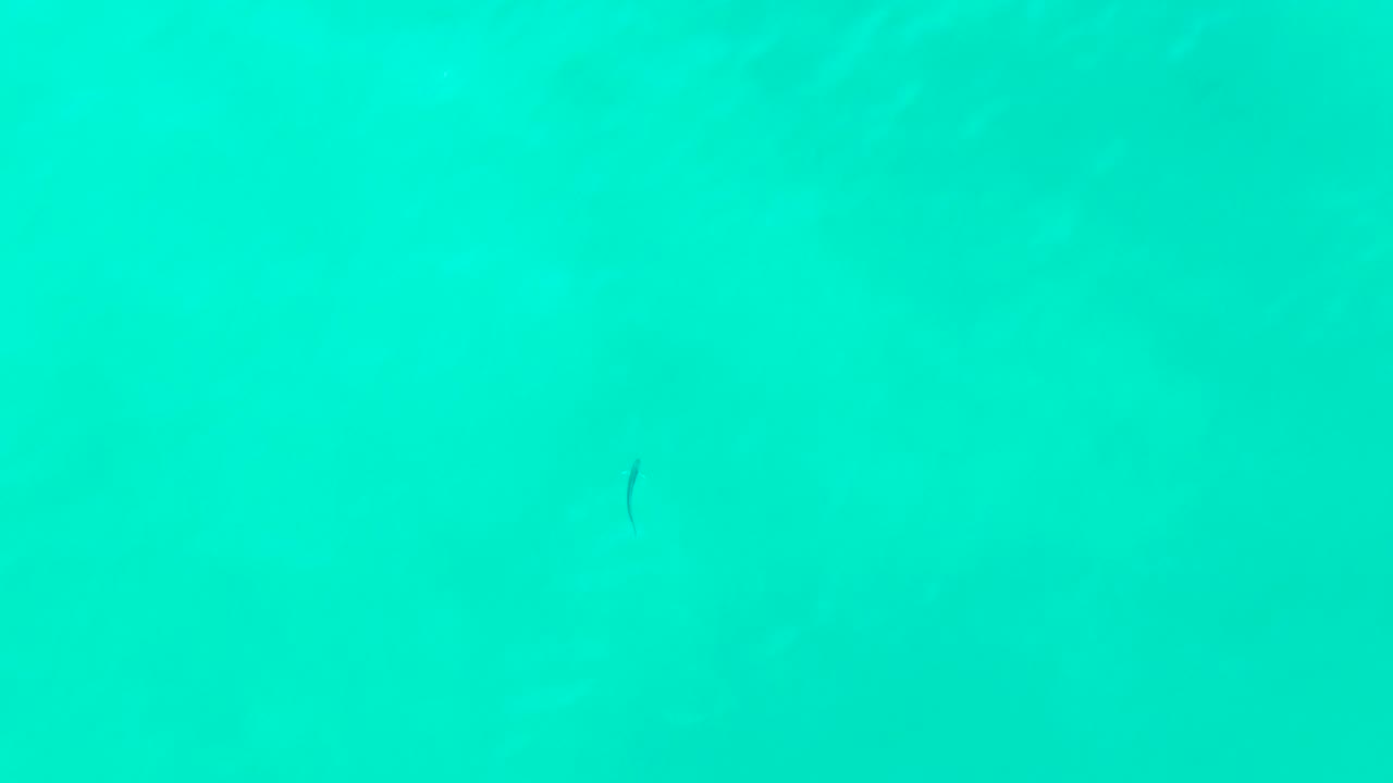 Bright turquoise water at Punta Buzzards with small dark fish marks spaced across the frame and no visible people.