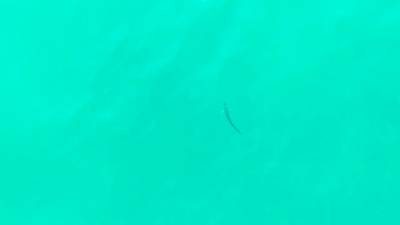A small dark fish appears in the upper left area of clear turquoise water at Punta Buzzards, Baja California Sur, with no visible people.