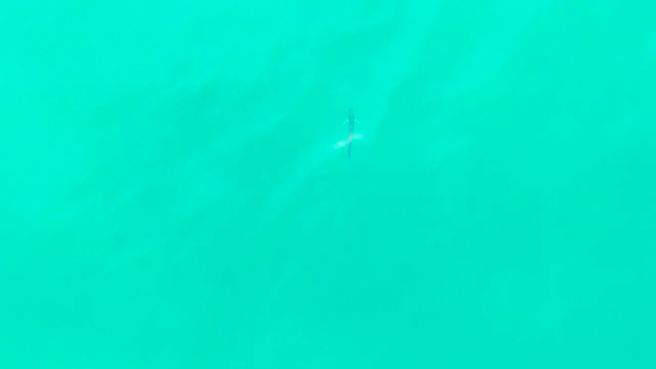 Small fish near the upper center in turquoise water.