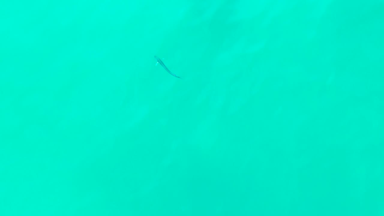 At Punta Buzzards in Baja California Sur, clear turquoise water fills the frame with a small dark fish-like shape near the upper left and no visible people.