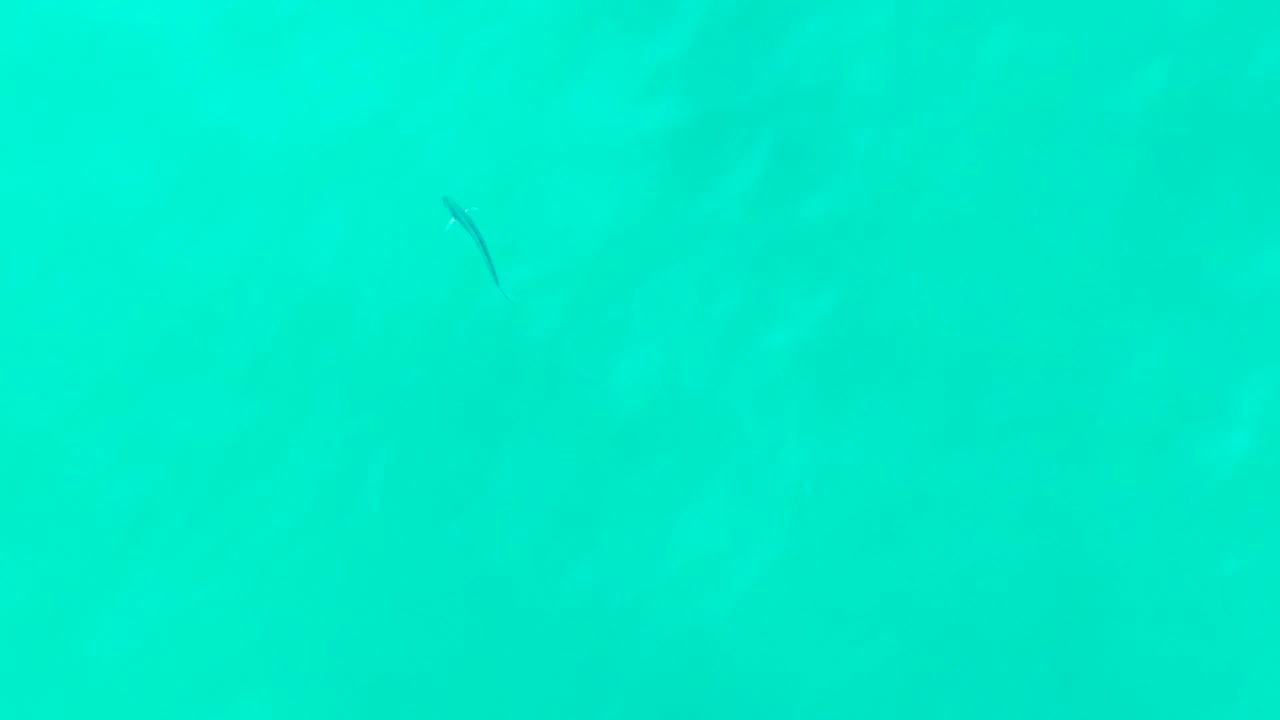 At Punta Buzzards in Baja California Sur, the turquoise water remains open as the small dark fish-like shape appears near the upper center, with no visible people.