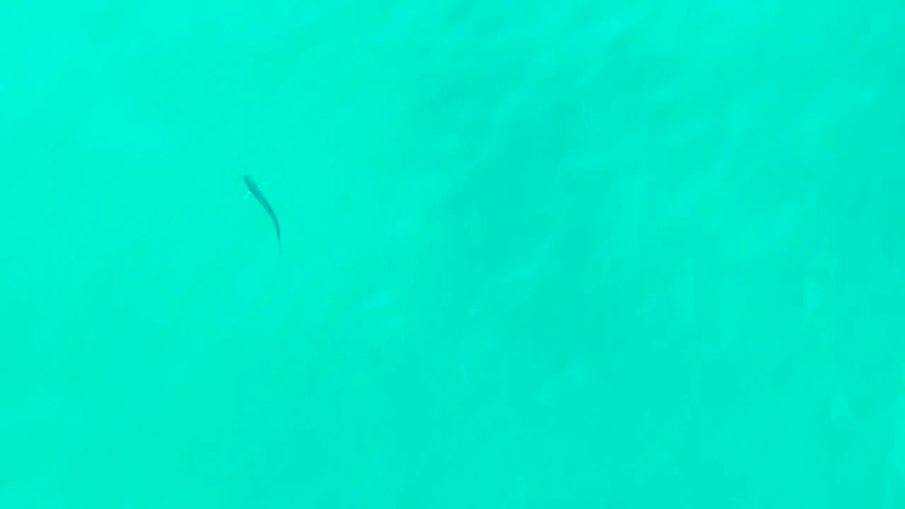 At Punta Buzzards in Baja California Sur, a small dark fish-like shape sits near the upper right of the clear turquoise water, with no visible people.