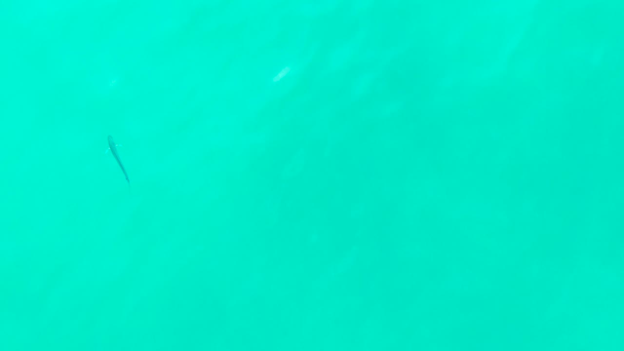 Turquoise water with a small dark fish near the left side.