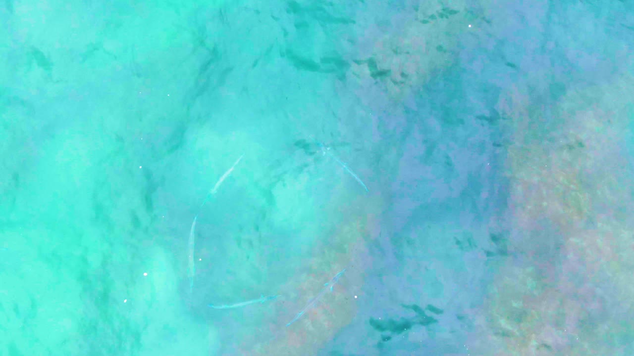 Overhead view of clear turquoise shallow water at Punta Buzzards, Baja California Sur, with faint small fish shapes under the surface and no visible people.