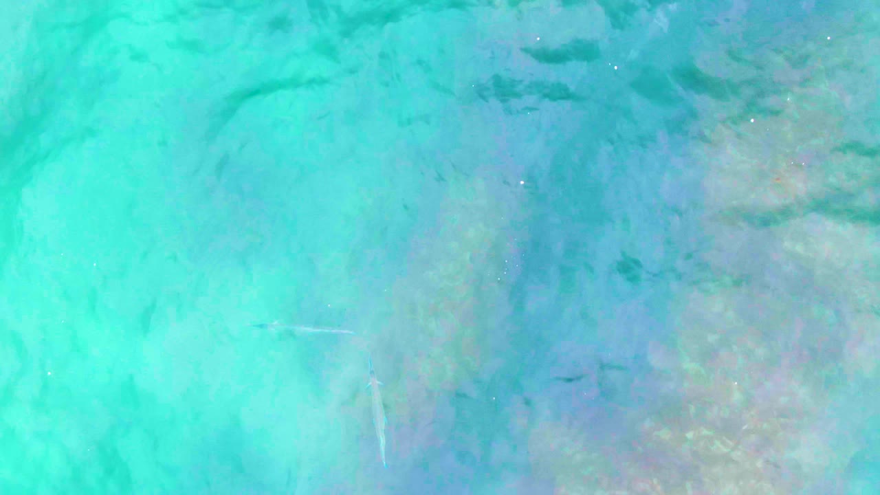 Clear shallow water at Punta Buzzards shows several small fish over mottled sand and reef-like seabed texture with no visible people.