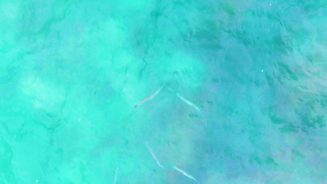 Overhead view of turquoise water at Punta Buzzards with small slender fish above pale seabed patches and no visible people.