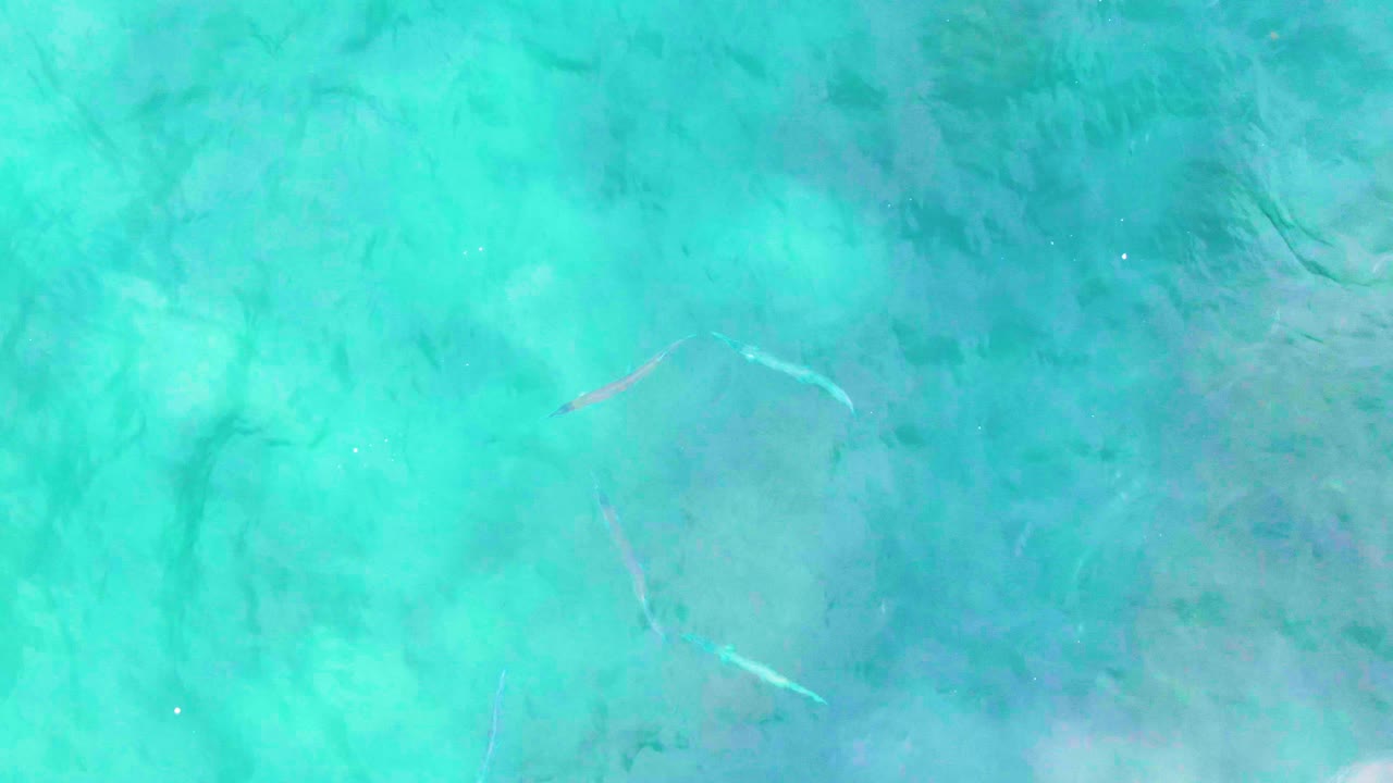 A small fish appears near the lower left of the Punta Buzzards overhead water view, with mottled seabed color and no visible people.