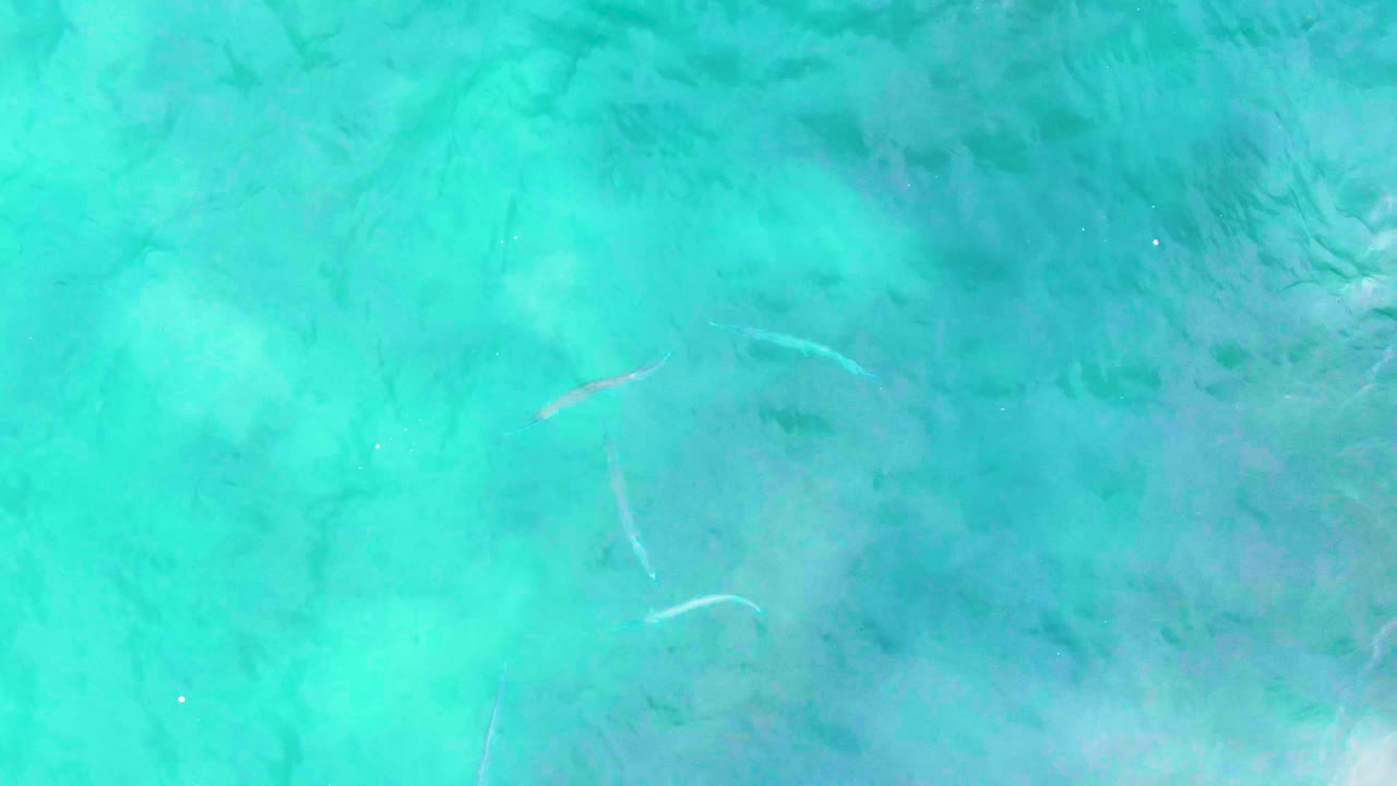Top-down turquoise ocean at Punta Buzzards shows a thin fish near center-right over darker underwater patches, with no visible people.