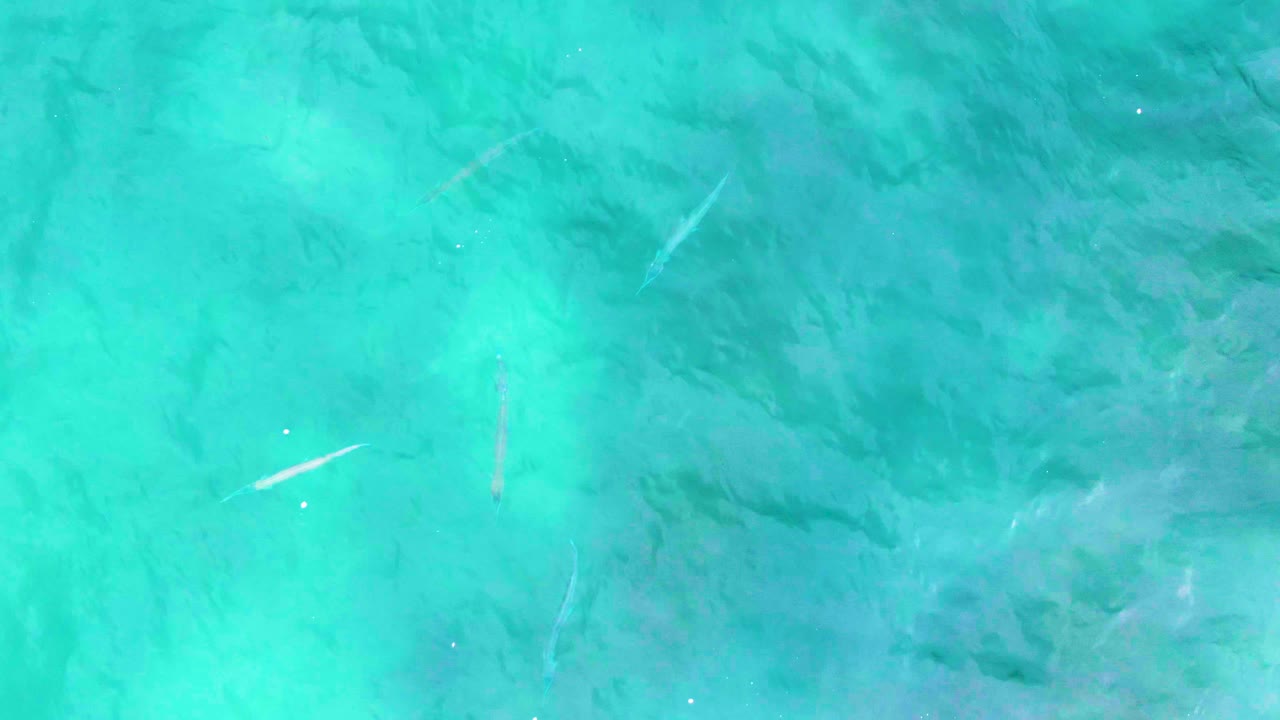 Overhead view of clear turquoise water at Punta Buzzards, Baja California Sur, with small pale fish near the seabed and no visible people.