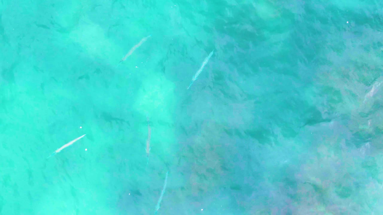 Small fish in blue-green shallow water with ripples and seabed texture.