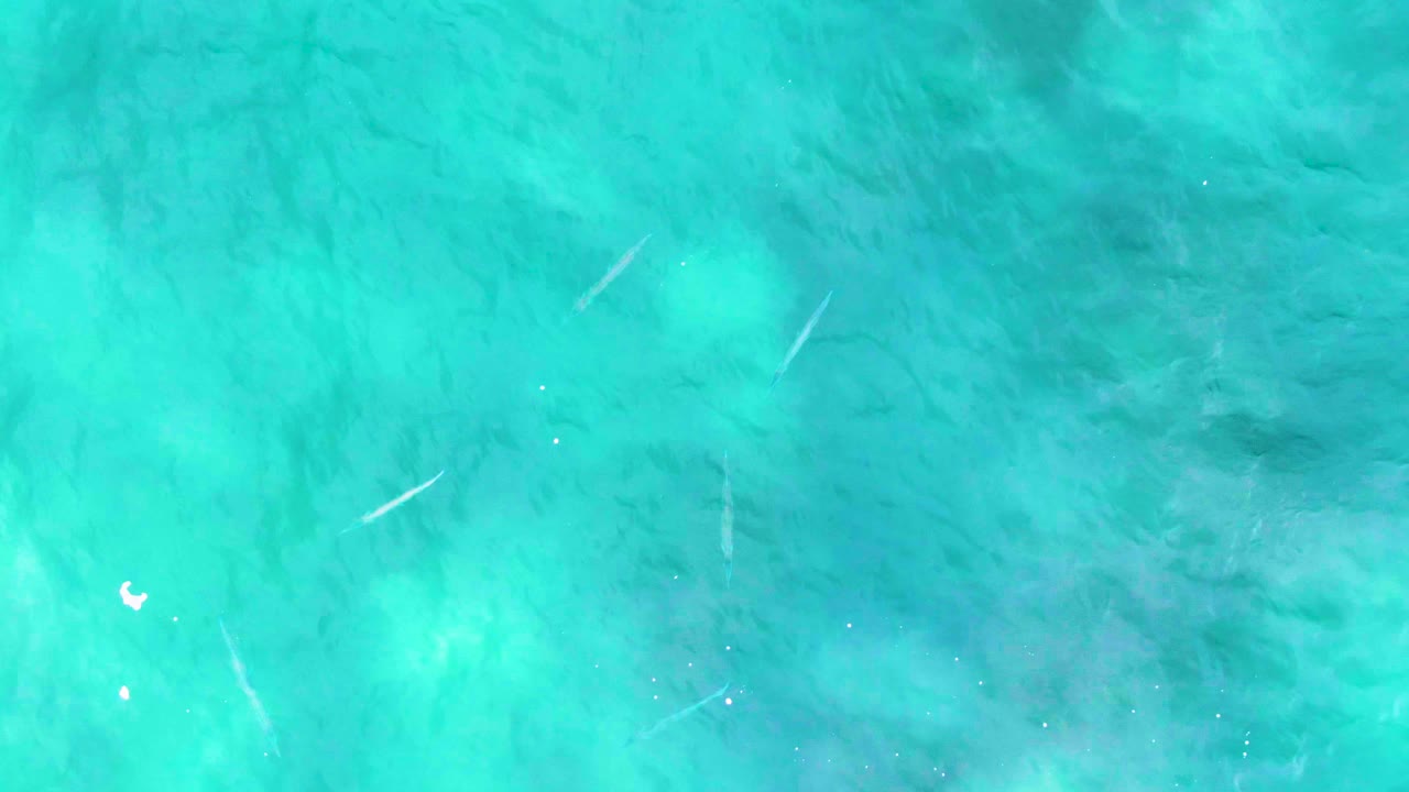 Overhead view of clear turquoise water at Punta Buzzards with faint submerged patches, tiny surface flecks, small pale fish-like streaks, and no visible people.