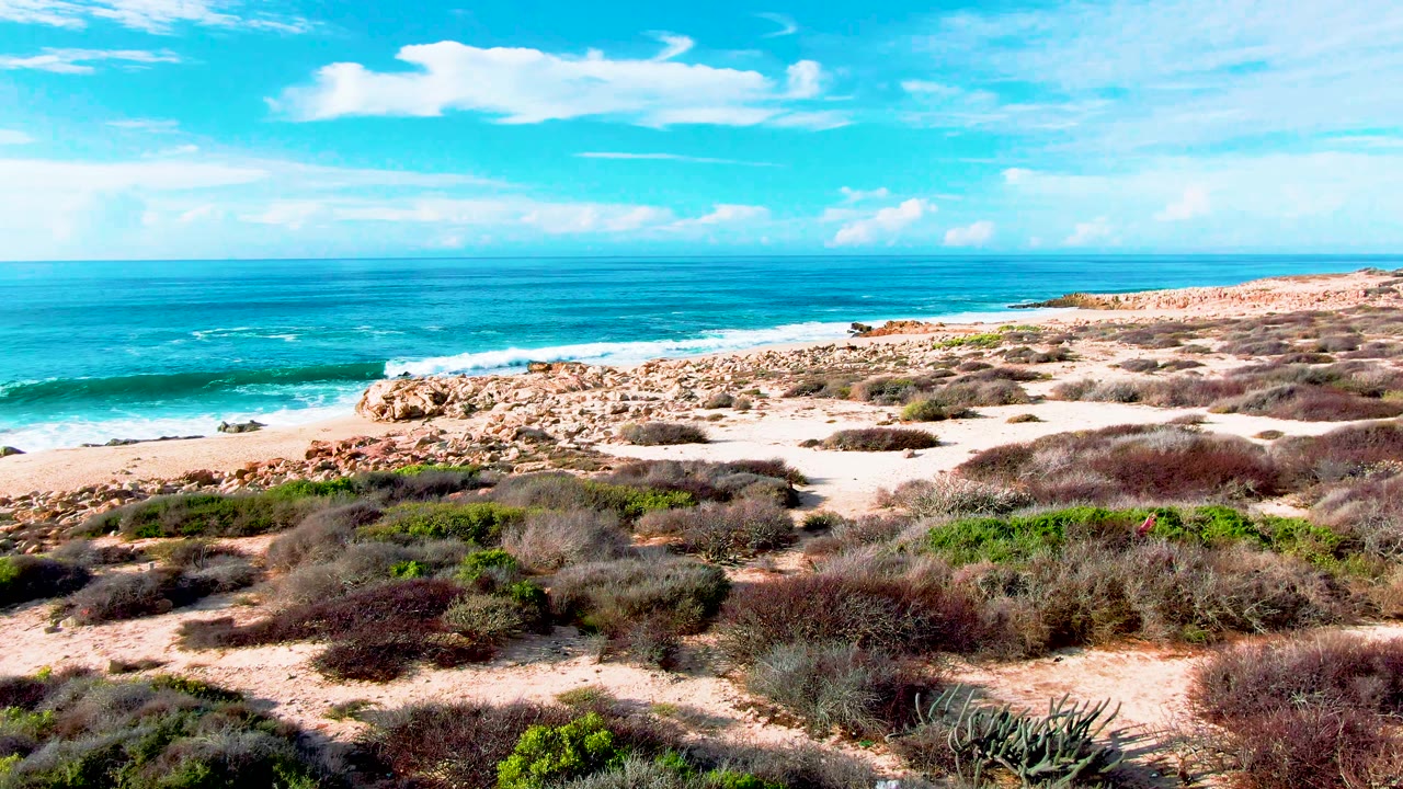 Punta Buzzards dunes with pale sand, scattered desert shrubs, a rocky shoreline extending right, blue water, and no visible people.