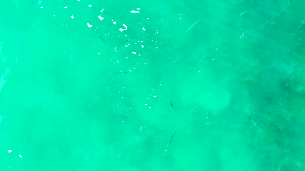 Turquoise water with small fish and pale seabed patches.