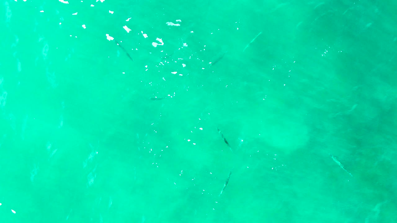 Clear shallow water at Punta Buzzards fills the frame, with a few small dark fish shapes under the surface, soft ripples, light flecks, and no visible people.