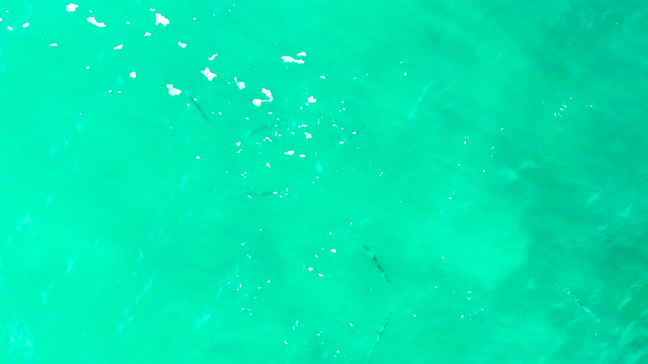 Aerial-looking frame over Punta Buzzards water, where small fish appear as dark slivers against blue-green water, with faint seabed contours and no visible people.