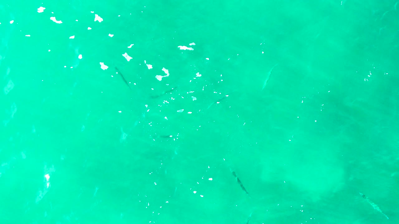 Turquoise shallows at Punta Buzzards show pale underwater patches, tiny fish shapes near the surface, scattered bright reflections, and no visible people.