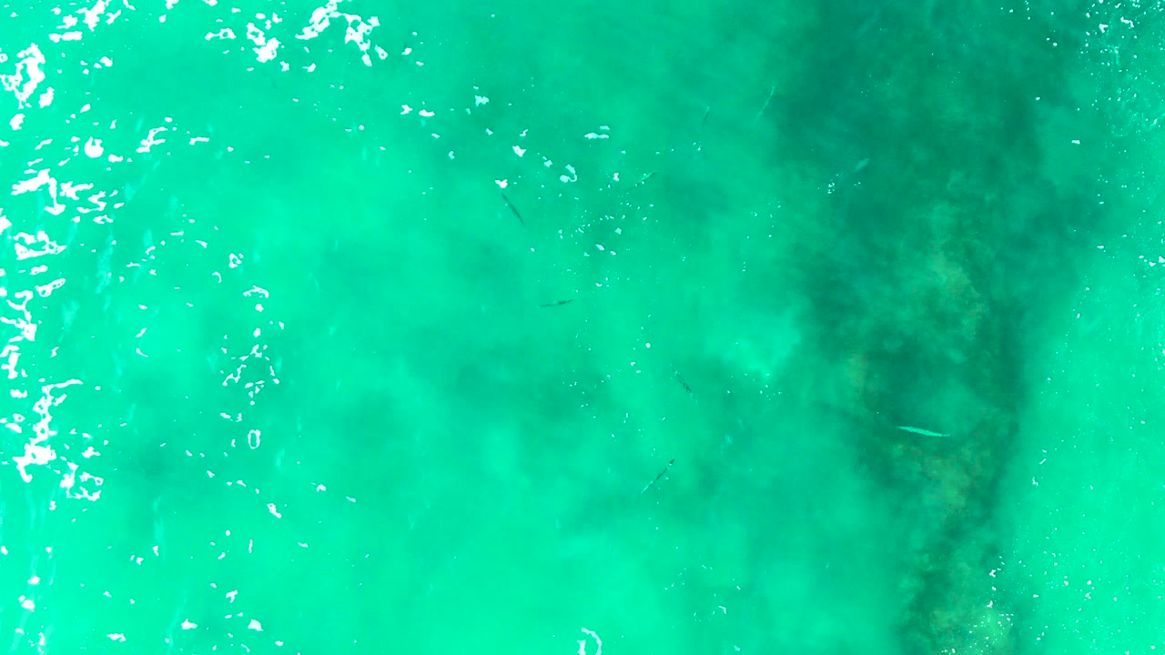 Overhead view of turquoise shallow water at Punta Buzzards with bright surface ripples, faint seabed patches, small fish near the surface, and no visible people.