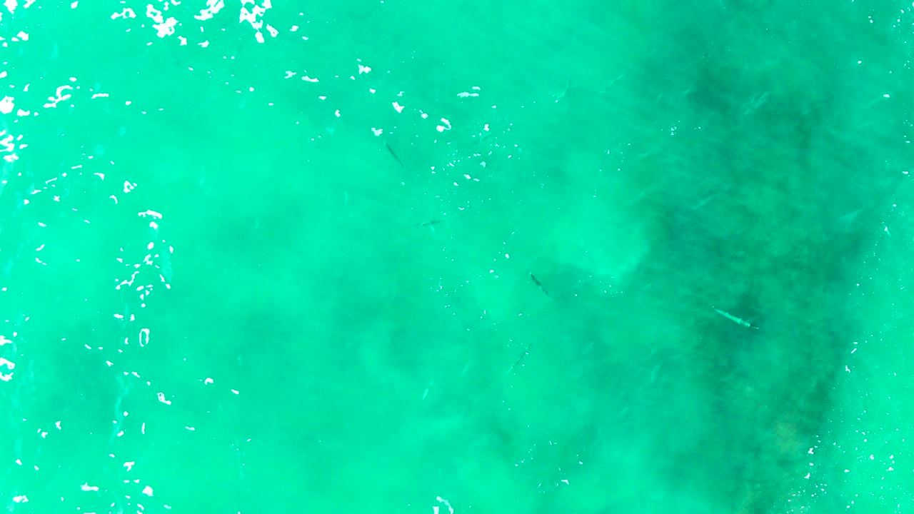 Turquoise water at Punta Buzzards shows small fish crossing near the surface, a darker underwater patch to the right, bright ripple highlights, and no visible people.