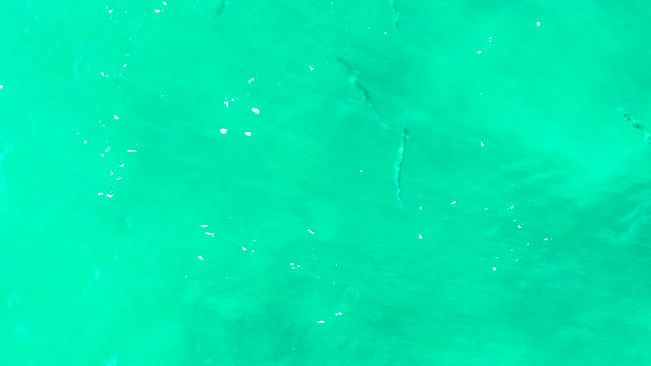 Small dark fish are spread through clear turquoise water at Punta Buzzards, Baja California Sur, with white surface flecks and no visible people.