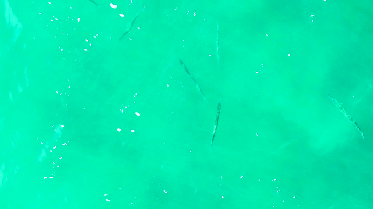 Several small fish are visible in clear turquoise water at Punta Buzzards, Baja California Sur, with tiny white bubbles crossing the surface and no visible people.