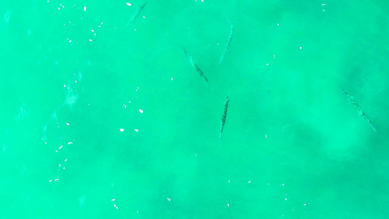 Turquoise water surface with small fish and a brighter patch below.
