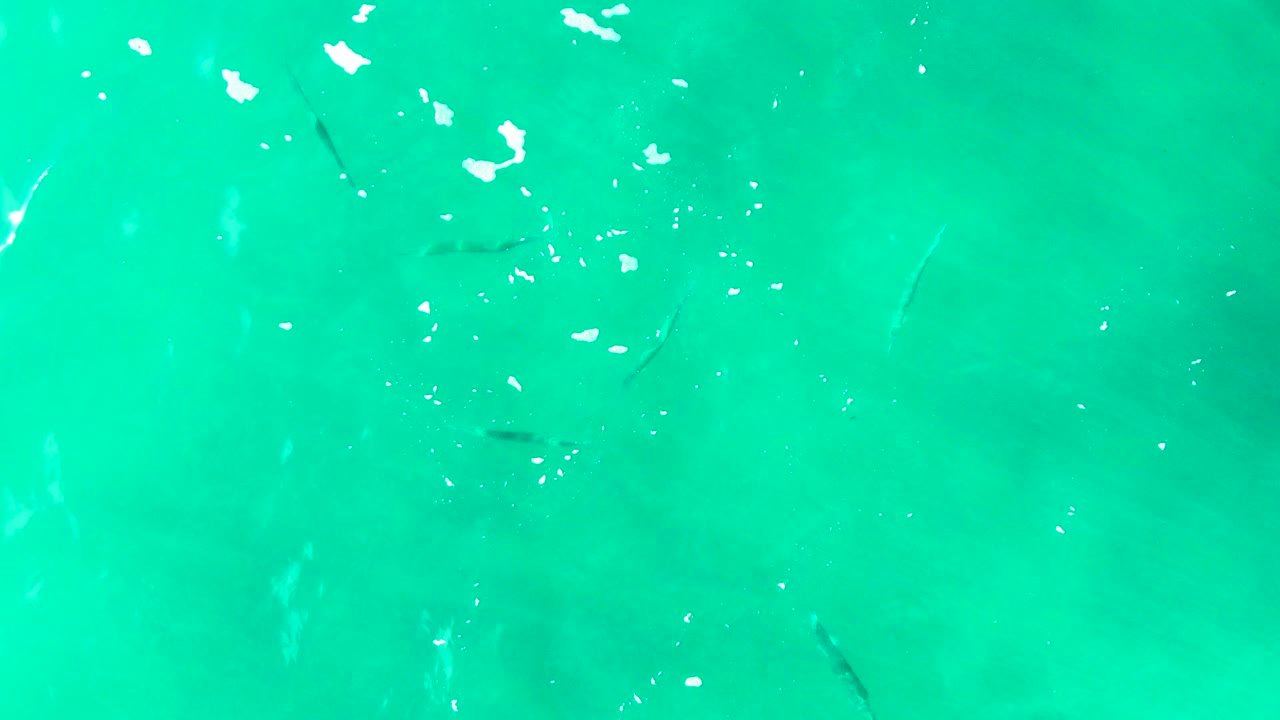 Small fish are spaced across rippled turquoise sea water near Punta Buzzards, with pale underwater patches and no visible people.