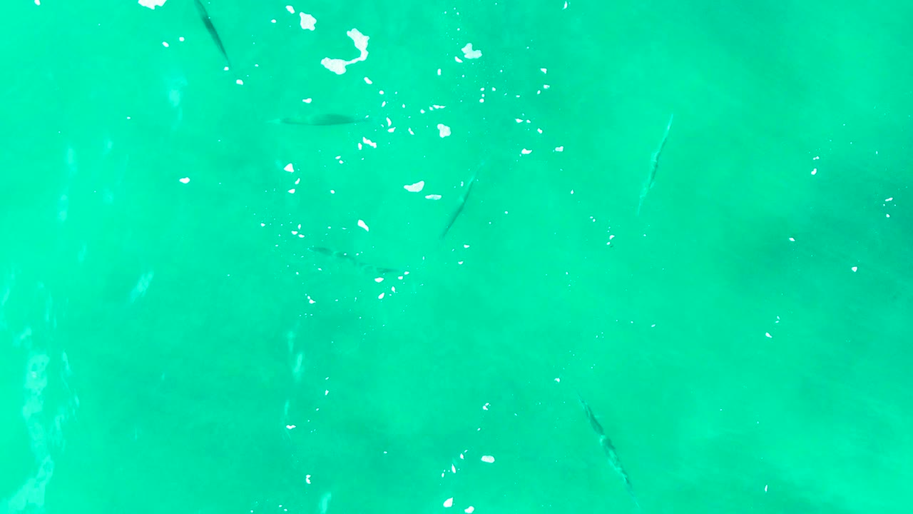 Clear green blue water at Buzzards Beach shows several small fish below the surface, with reflective specks near the top edge and no visible people.