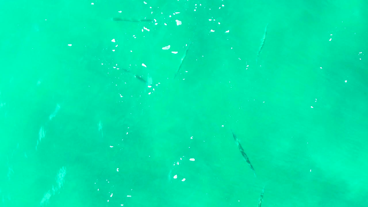 Fish silhouettes beneath smooth turquoise ocean surface.