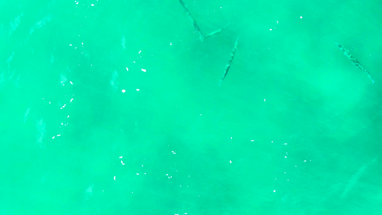 Opening frame of small fish under clear turquoise water at Buzzards Beach in Baja California Sur, Mexico, with white surface flecks and no visible people.