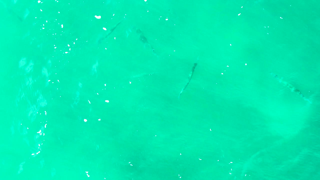 Foamy turquoise water with small fish below the surface.