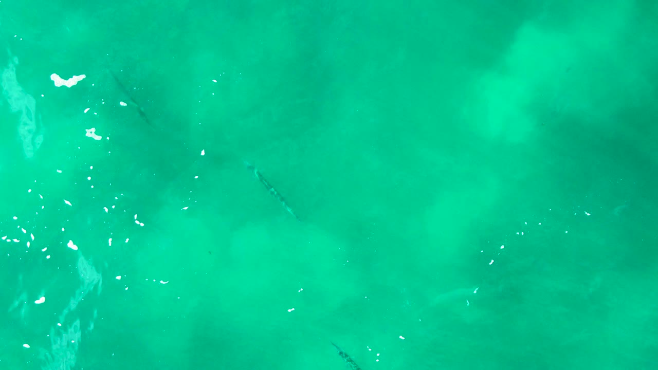 Overhead view of Punta Buzzards turquoise water with bright surface flecks and a small fish appearing deeper in the frame, with no visible people.