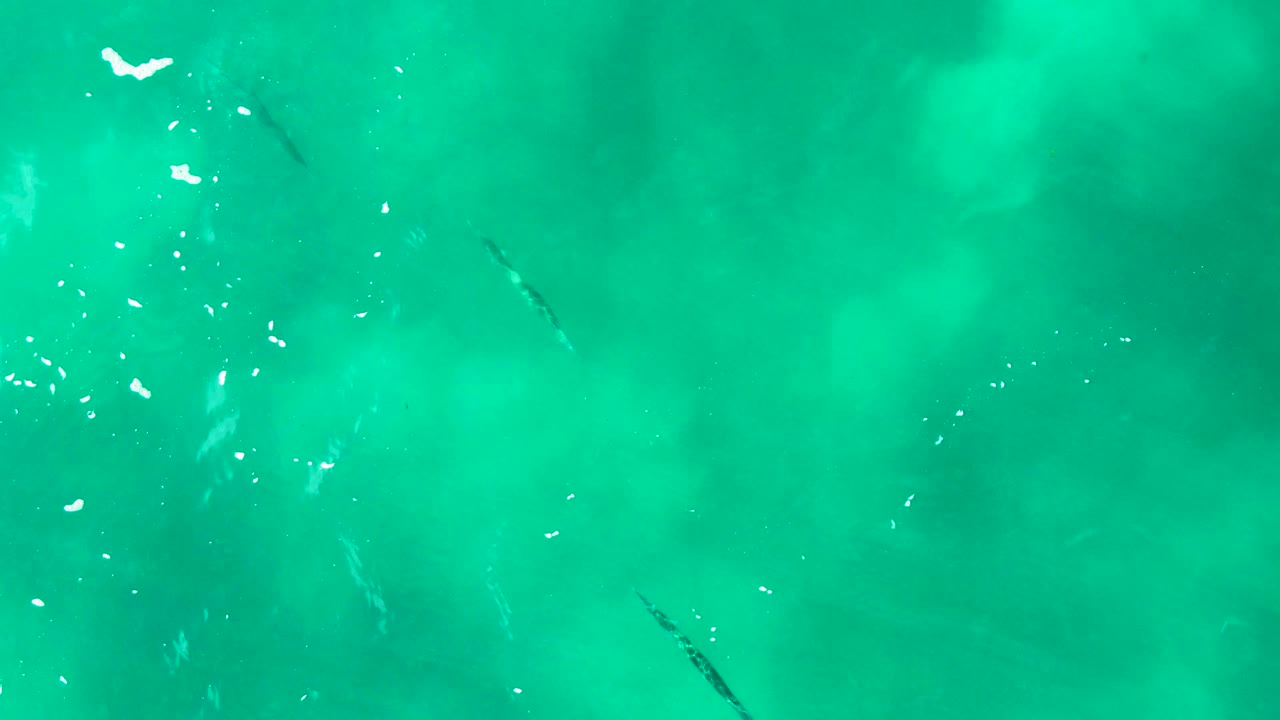 Punta Buzzards water fills the frame with a thin dark fish near the right side, pale submerged patches, white highlights, and no visible people.