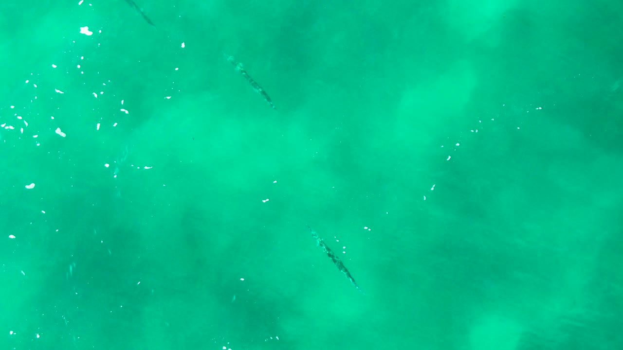 Small fish visible under rippled turquoise water.