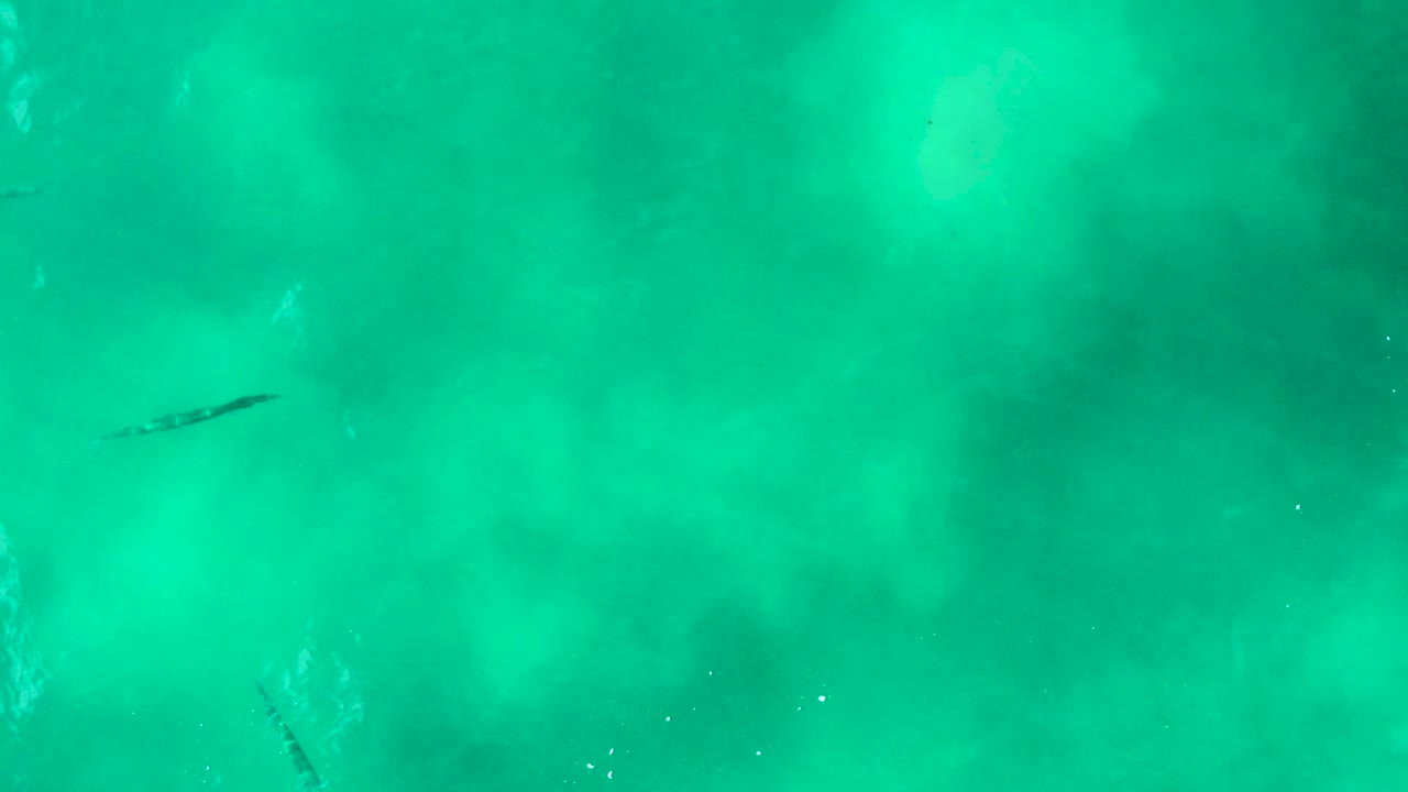 A shark is visible below the surface in clear green-blue water at Punta Buzzards, with mottled sandy tones and no visible people.