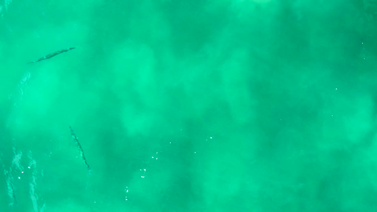 Overhead ocean surface with shark near left edge
