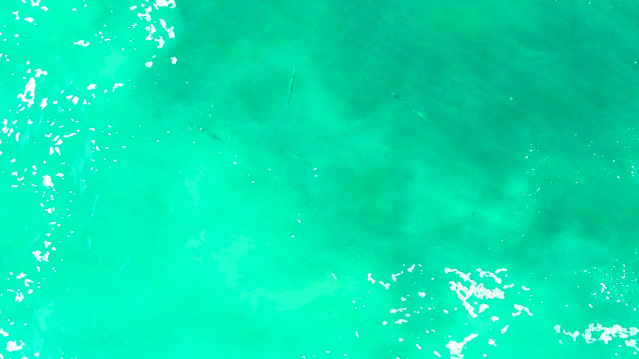 Overhead Punta Buzzards frame with several small fish beneath aqua water and a narrow vertical line of white foam and glare, with no visible people.
