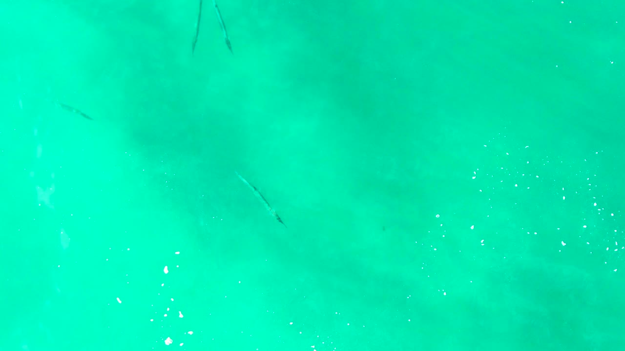 Small fish shapes appear near the upper areas of clear turquoise water at Punta Buzzards, Baja California Sur, with bright surface flecks and no visible people.