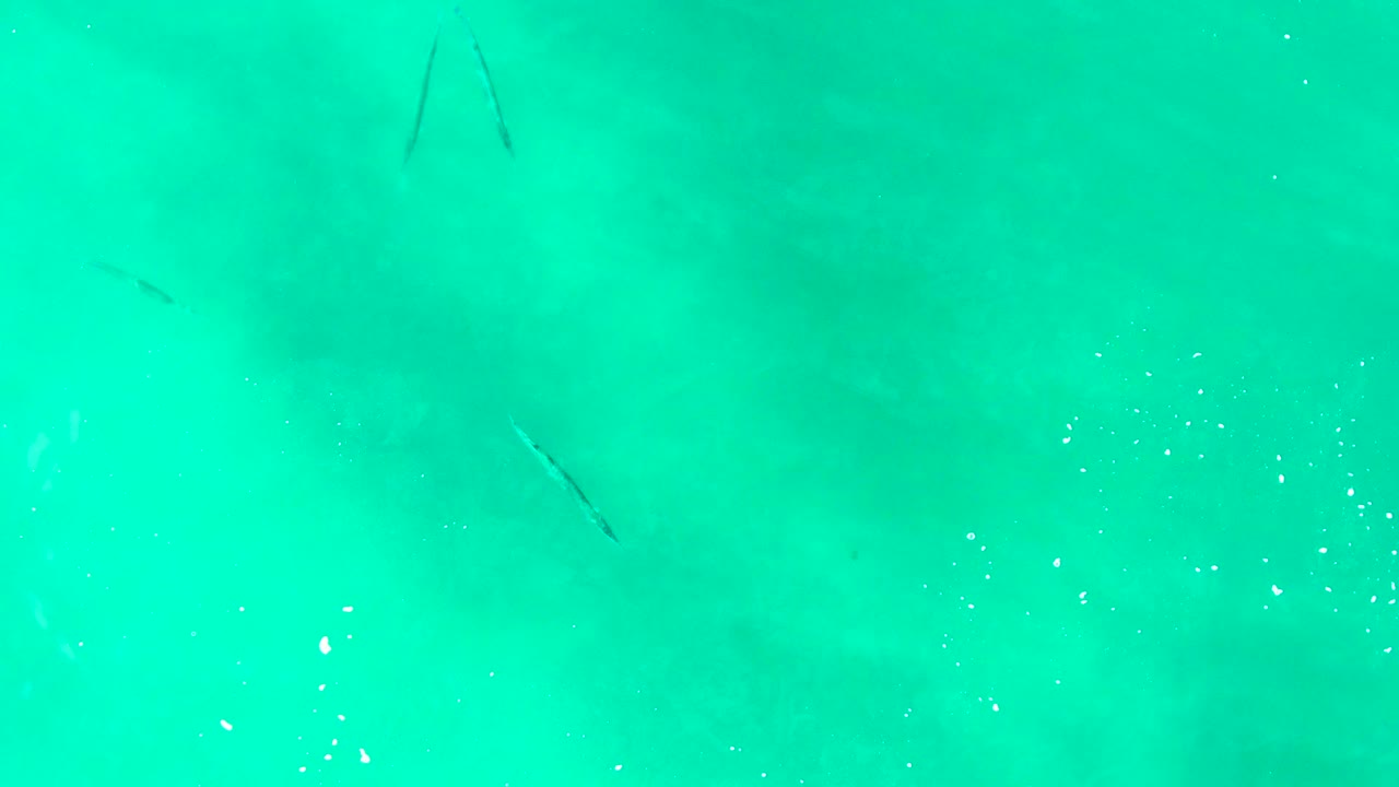 Thin fish silhouettes over turquoise ocean water.