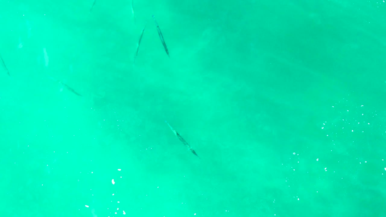 A small fish shape crosses the center area of pale turquoise water at Punta Buzzards, Baja California Sur, with scattered white ripples and no visible people.