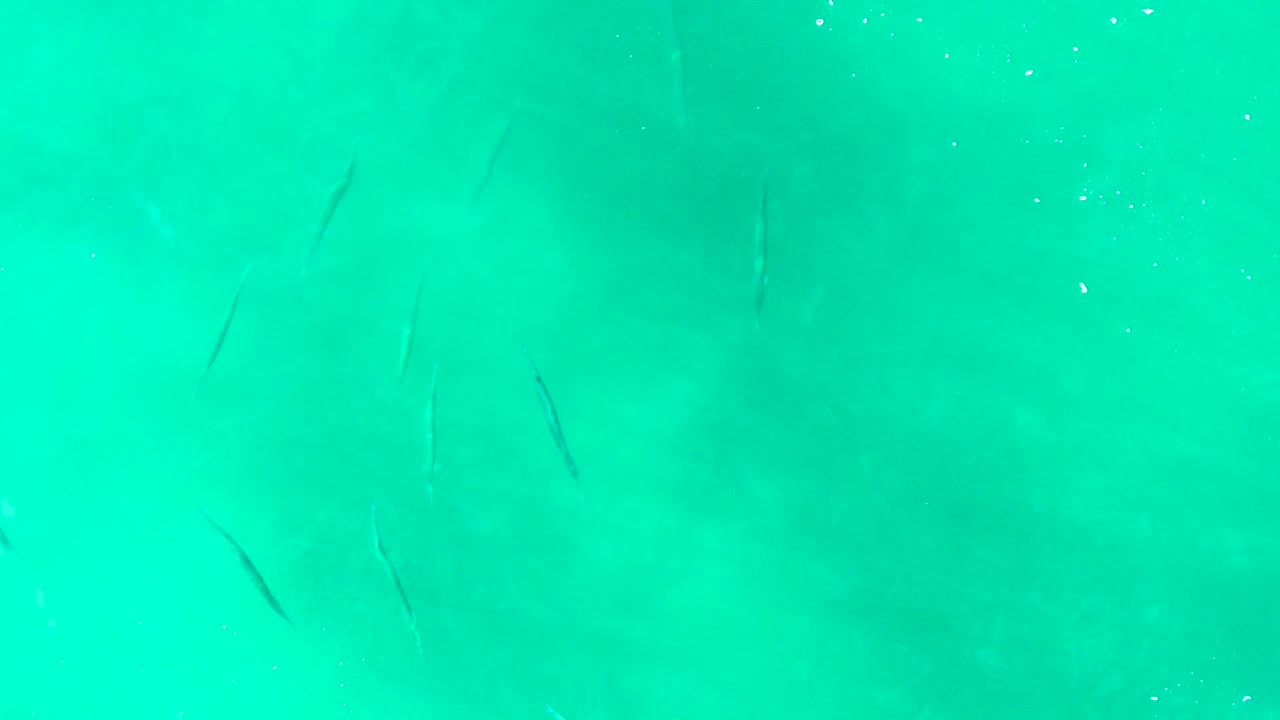 Small fish in clear turquoise ocean water