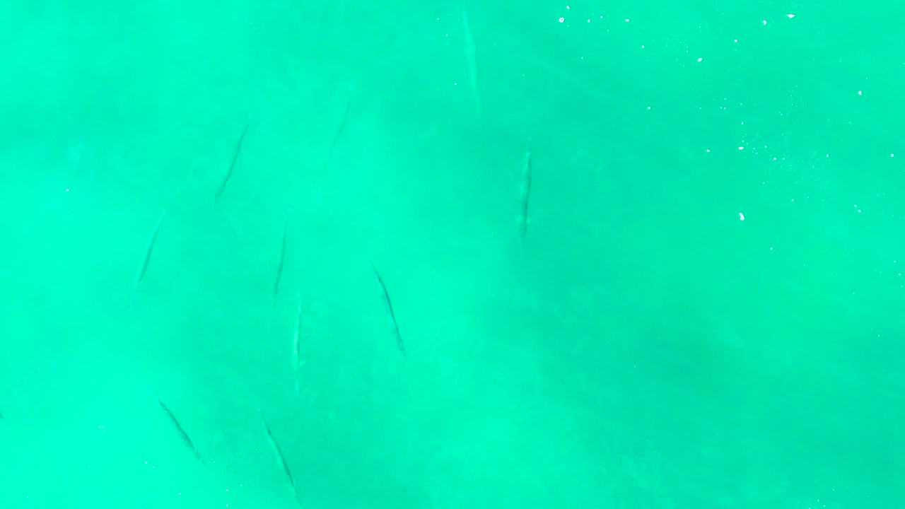 Small dark fish appear at different depths in teal Punta Buzzards water, with faint sandy patches below and no visible people.
