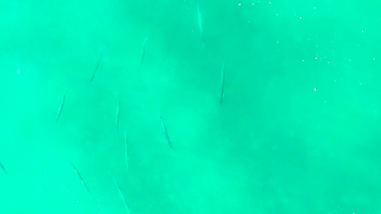 A top-down frame of clear blue-green water at Punta Buzzards shows several small fish as dark narrow shapes and no visible people.