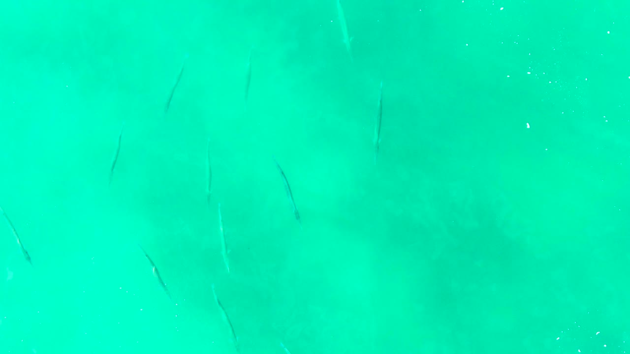 Small fish continue through hazy turquoise water in Punta Buzzards, with soft underwater shadows and no visible people.