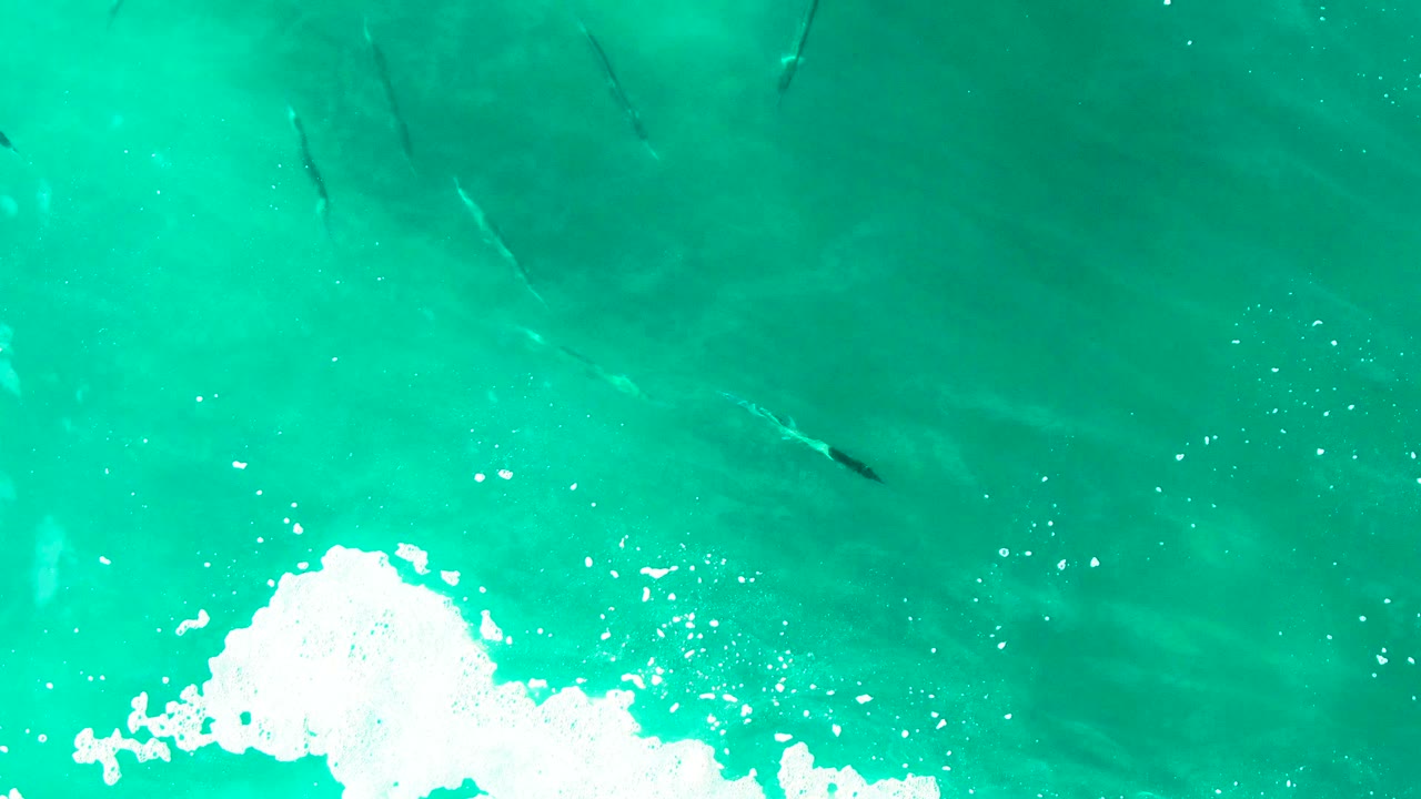 At Punta Buzzards in Baja California Sur, dark fish shapes spread beneath the blue-green surface as white foam gathers near the lower right edge, with no visible people.