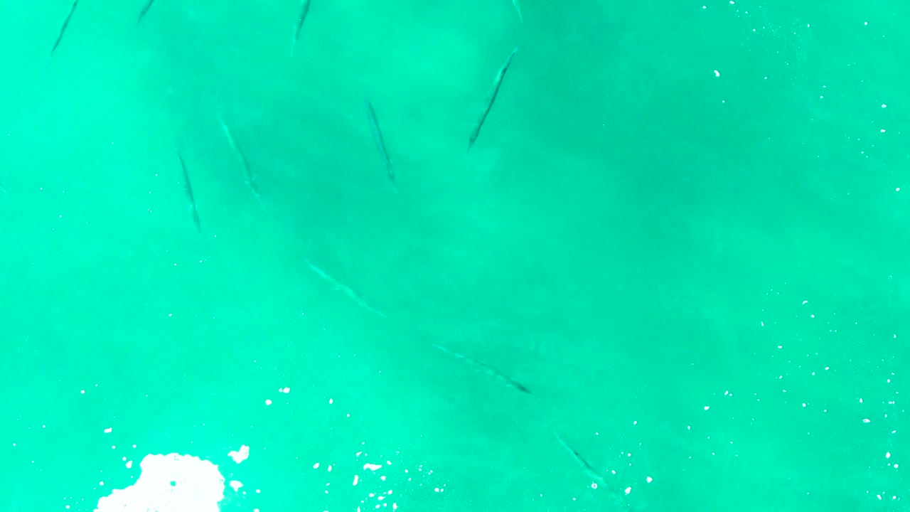 Small fish beneath turquoise water with white foam at the lower edge.