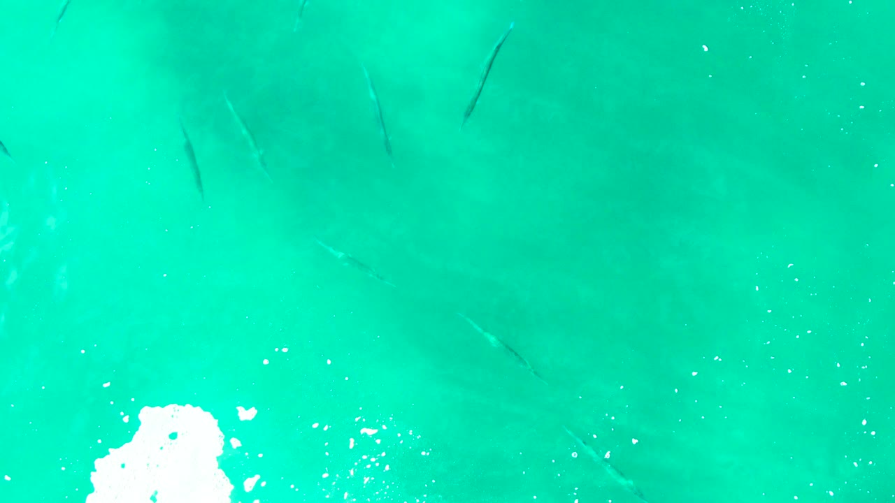 Small fish appear as dark shapes below the turquoise ocean surface at Punta Buzzards, with a bright foam patch near the lower center and no visible people.