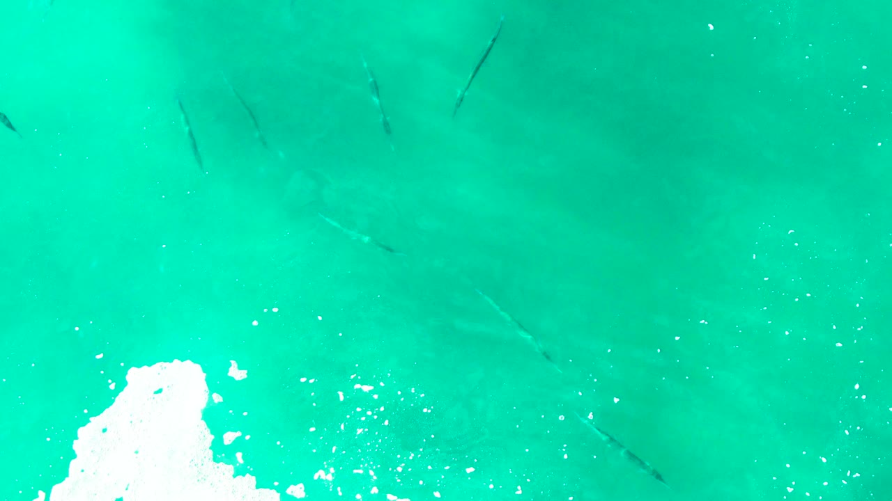 Several small fish are seen beneath green-blue water at Punta Buzzards, Baja California Sur, with white foam at the lower right and no visible people.