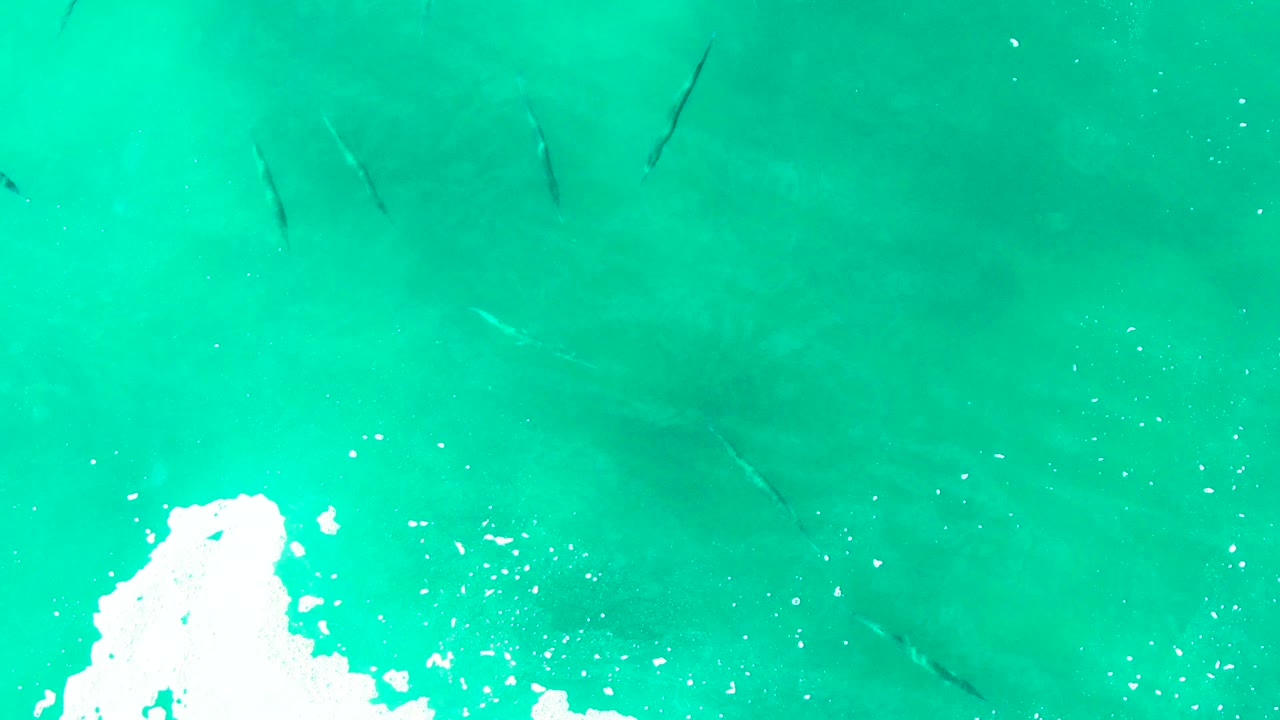 Dark fish shapes are spread through clear turquoise water at Punta Buzzards, with a white foam cluster along the lower left corner and no visible people.