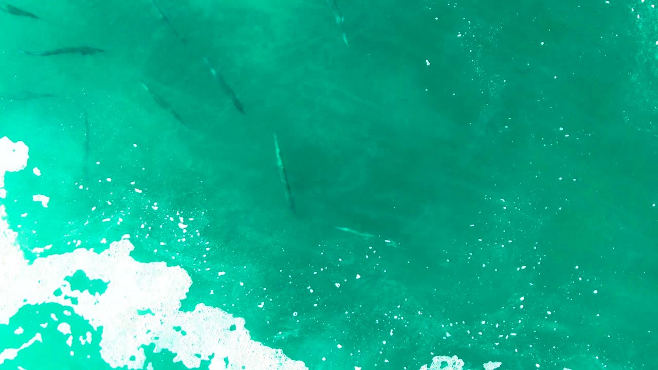 Foam patch crossing turquoise water with fish below the surface.