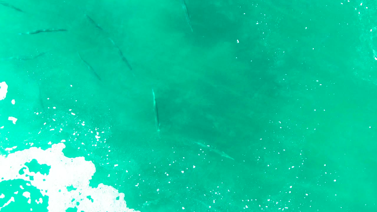 Clear turquoise water at Punta Buzzards with small white bubble flecks and faint dark fish silhouettes spread through the upper and middle frame, no visible people.